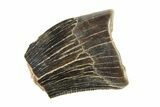 Partial Fossil Tyrannosaur (Nanotyrannus) Tooth - Montana #338720-1